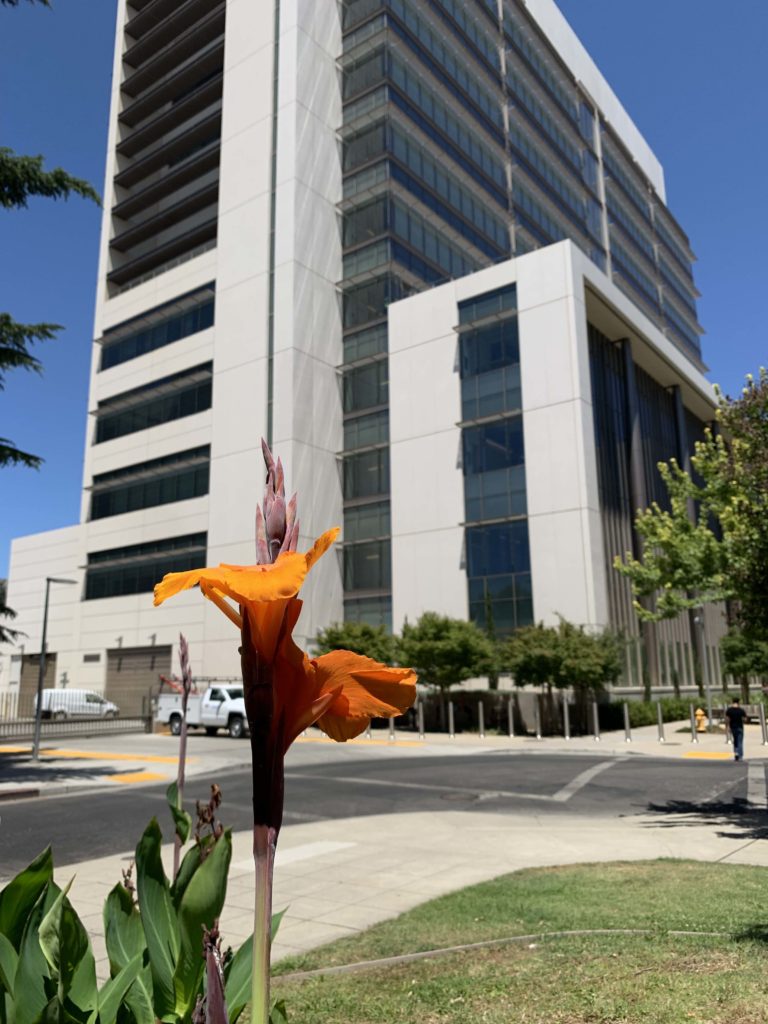 orange flower buildings