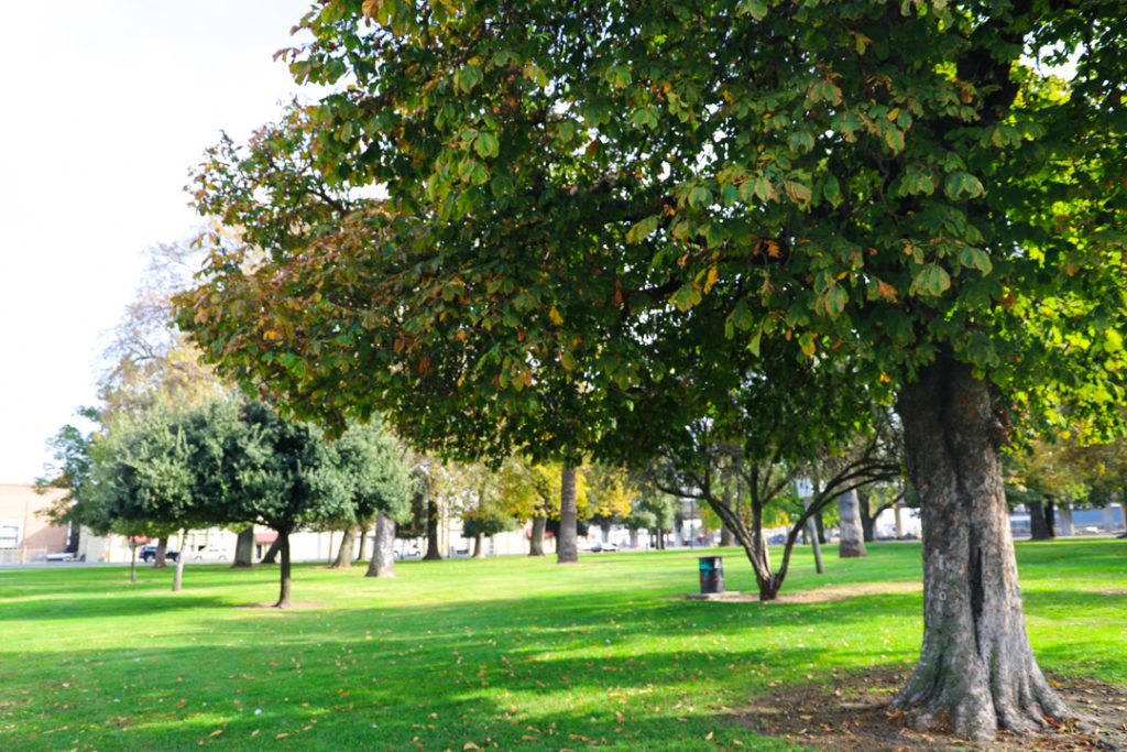 Trees in grassy park